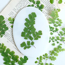 铁线蕨叶押花植物标本干花pressed flowers书签儿童手工材料包