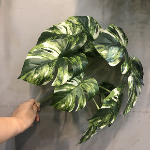 10�^�����~ �^�z����Gɫ����ֲ���ľGֲ���������~�ָ��z��