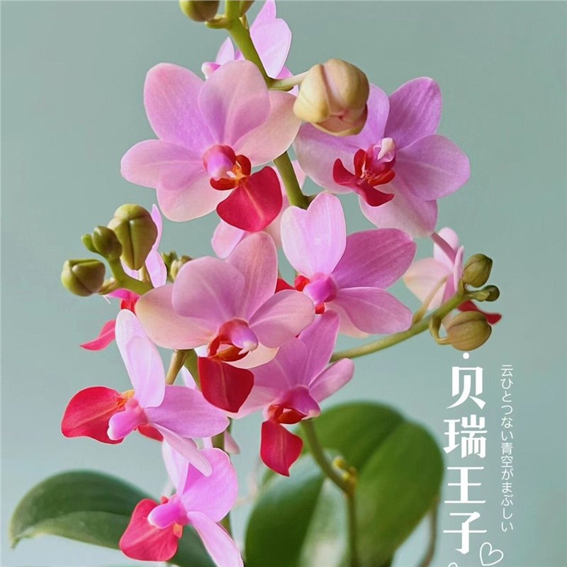 Orquídea de mariposa en las cuatro estaciones, balcón interior, oficina en maceta, flores verdes, fácil alimentación image 12