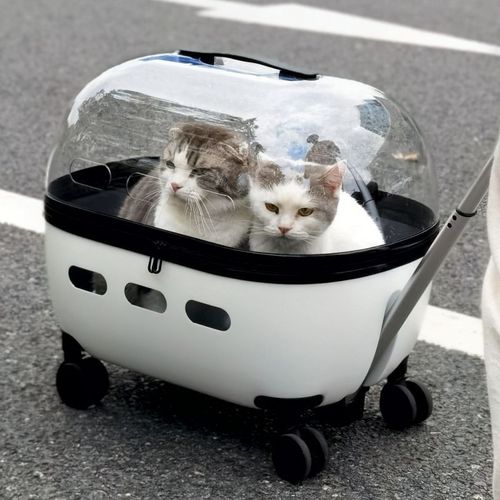 Cat travel pet suitcase portable for two transparent dog bags luggage cat backpack trolley breathable