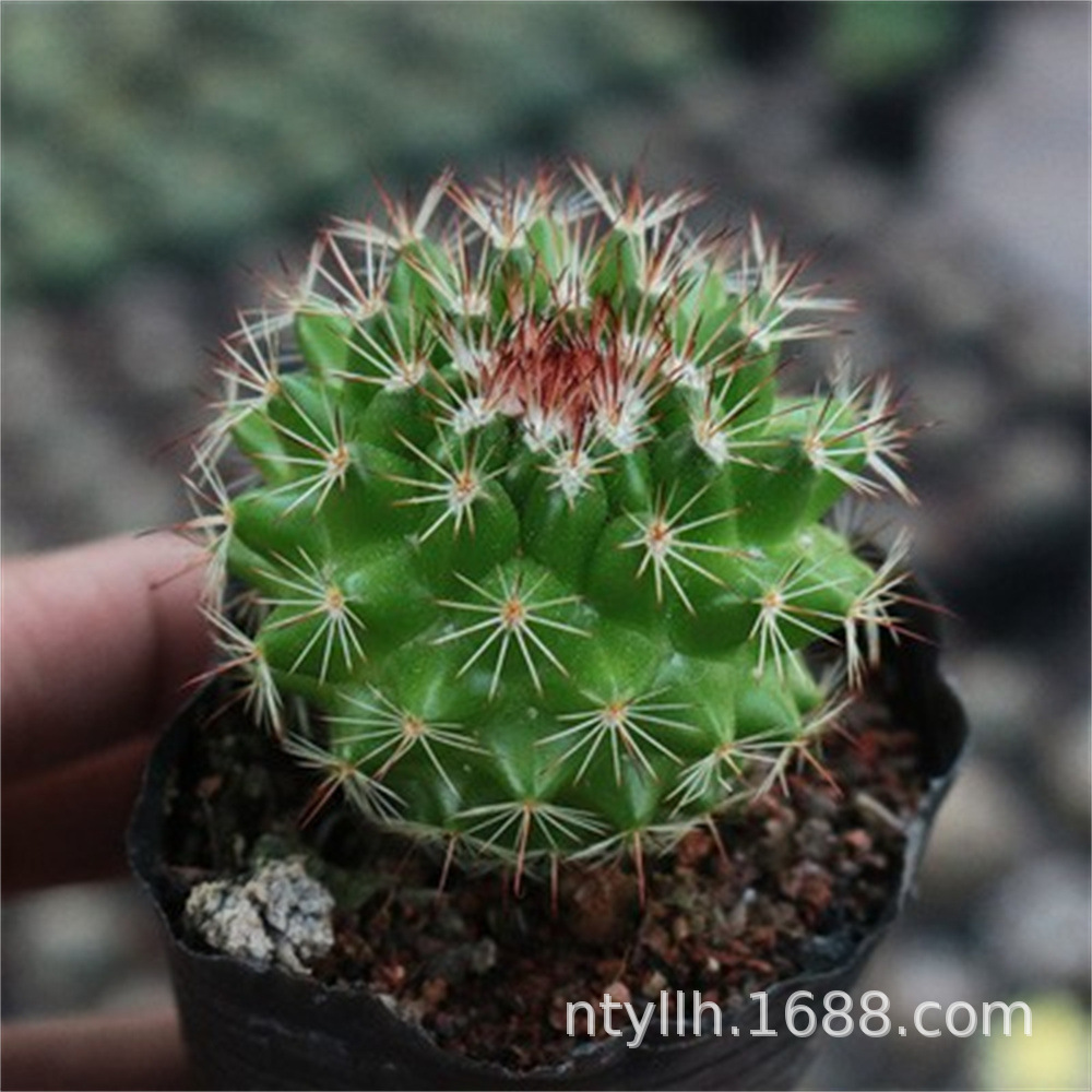 实生仙人球仙人掌合集 仙人柱根系好 易养活新手组合短毛丸 日出