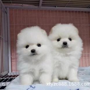 ���N������Ȯ���w���۲豭Ȯ�L���󿡽�С��Ȯ�������B���ﹷ