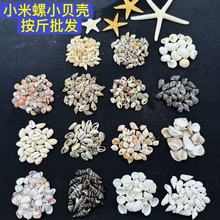 米螺漂流瓶材料配件白米螺地中海微景观造景按斤雪贝贝壳