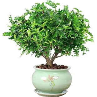 精品正宗清香木胡椒木盆栽驅蚊驅蟲四季常青室內好養植物凈化空氣