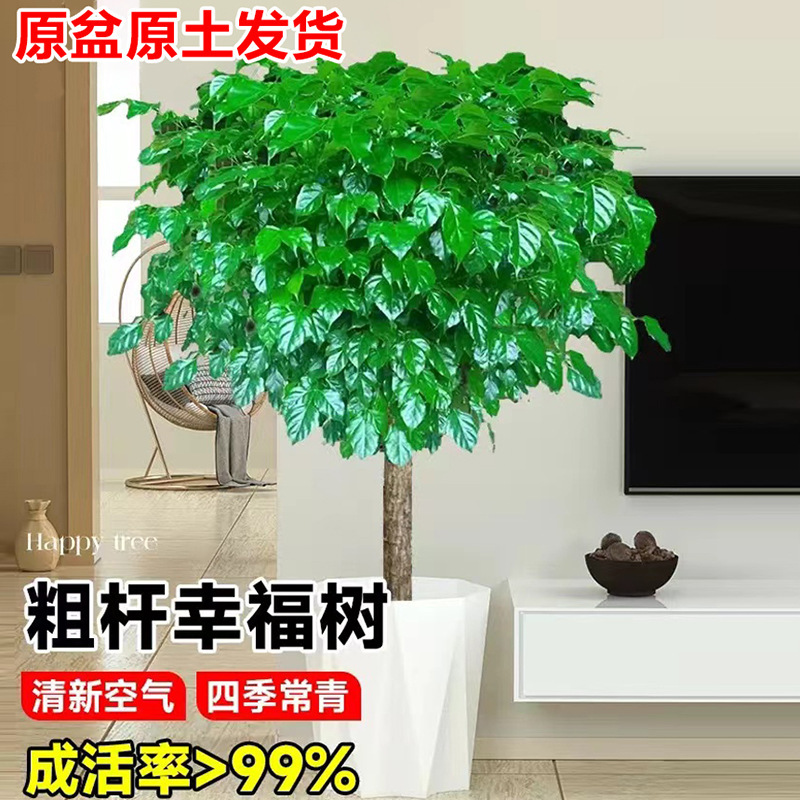 Happy Tree Potted Old Pile Thick Stem Native Safe Saplings Living Room Office All Year Round Evergreen Formaldehyde-Absorbing Plants Happy Tree Potted Old Pile Thick Stem Native Safe Saplings Living Room Office All Year Round Evergreen Formaldehyde-Absorbing Plants