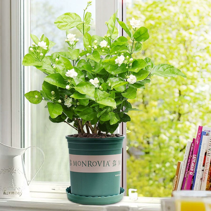 Оптовые горшечные цветы жасмина для помещений, двустворчатые, цветущие круглый год, зеленые растения, декоративные растения для двора, многовременное цветение