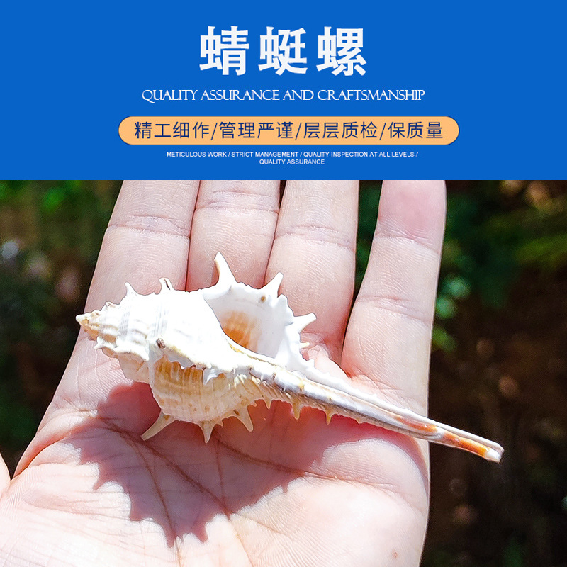 海螺贝壳蜻蜓螺女巫骨螺寄居蟹壳水族造景鱼缸装饰手工艺品制作