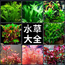 ˮֲ���~��ˮ�쾰���ˮ��ˮ�Ÿ׾Gֲ������~����