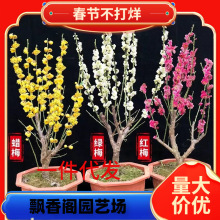 һ�����l�D÷���������Ԏ������ͺ��Ϙ��辰����ֲ���҃Ȼ��ļ��t