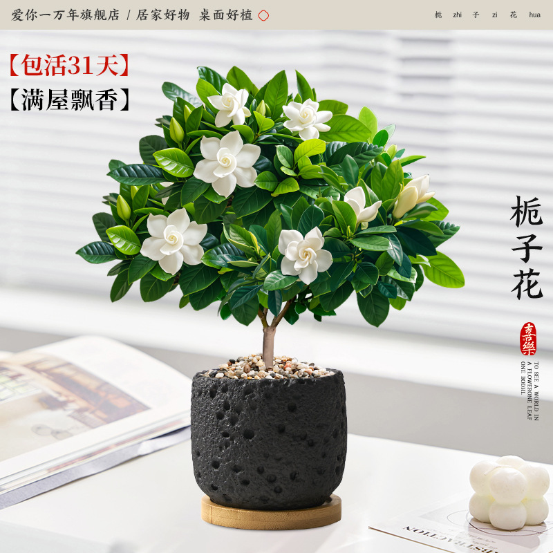 단극 치자나무 + 먹성 화산분지 + 대나무 트레이 (포장석 + 영양액 포함)