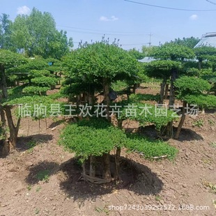 ���Ӱ�Ϟ�䘶ͥԺ���^���͘����  С�����Ԙ���G�����е��Nֲ