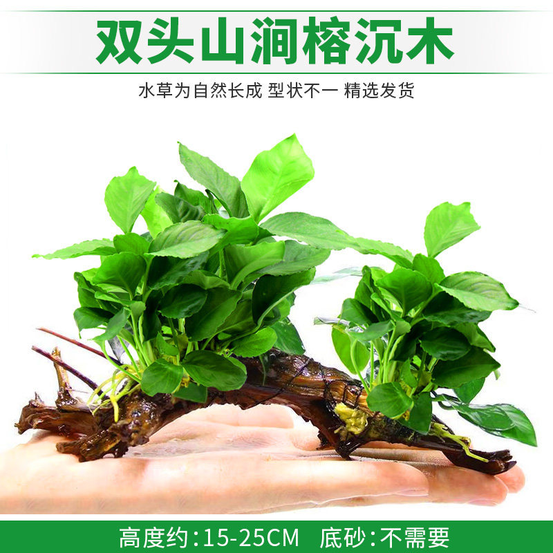 双头山涧榕沉木