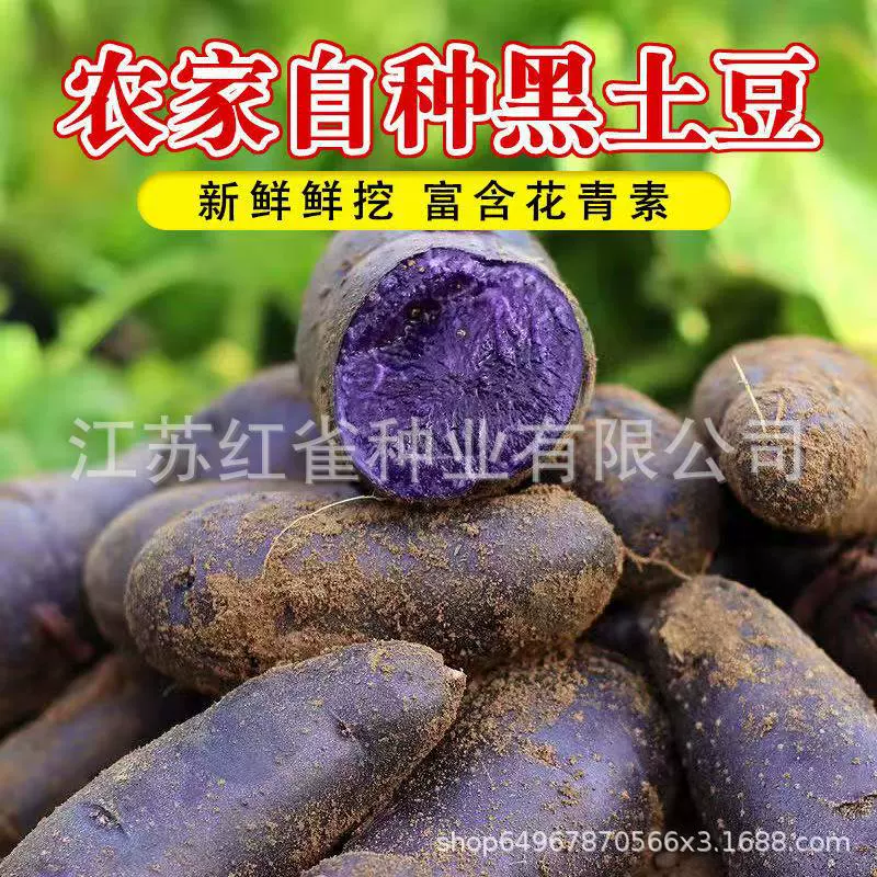 Семена черного картофеля выращиваются на плато Цинхай и богаты антоцианами. Черный алмазный фиолетовый картофель, черный картофель и фиолетовый картофель.