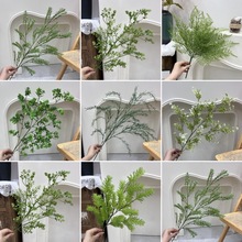 ��c����Gֲɭϵ���l ��c��픾��l���Ļ��Ų廨���⻨���b�