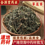 莲草草中药材 墨旱莲 鳢肠 金陵草批发 莲子草 野葵花 墨旱莲粉