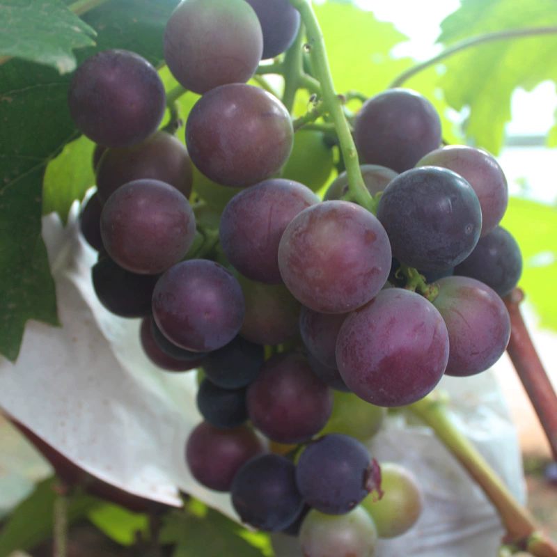 Очень большие саженцы винограда Кёхо, вьющиеся саженцы винограда, подходят для посадки как в северных, так и в южных регионах, созревают в июне, посадка в горшках или в земле, в один год дают плоды.