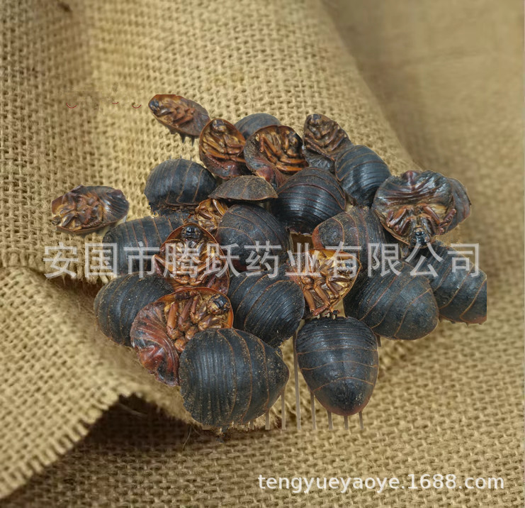 Dried Ground Beetle Tu Bie Chong 土鳖虫 Eupolyphaga Whole Insect Raw TCM Herb 500g overview