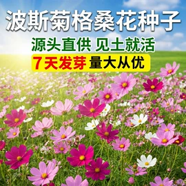 草种子;一二年生花卉;宿根花卉