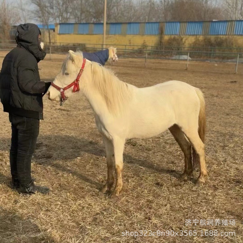 国产德保小马驹儿童骑乘马宠物设特兰袖珍马养殖景区骑乘大马租赁