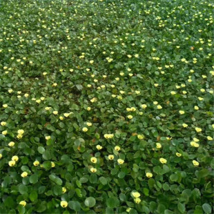 [Base Wholesale] Water Poppies Park Greening Water Bodies Greening Complete Specifications Large Favorably