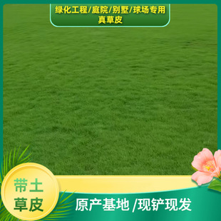 Zhongshan Taiwan Grass Roll Grass Wholesale Cold-Resistant and Trampling-Resistant Turf Shipped with Soil Dwarf Four-Season Green Lawn