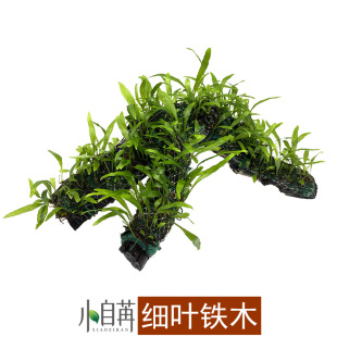 Aqua grass fine leaf iron wood sunken wood planting antler iron sunken wood negative good fish tank landscaping Aqua grass batch living grass tank