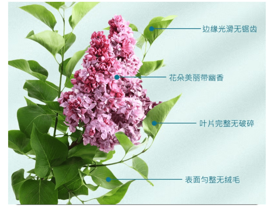 Clove Tea Ding Xiang Tea Dried Flower Herbal Tea for Daily Brewing 150g 3 Bottle Set specifications