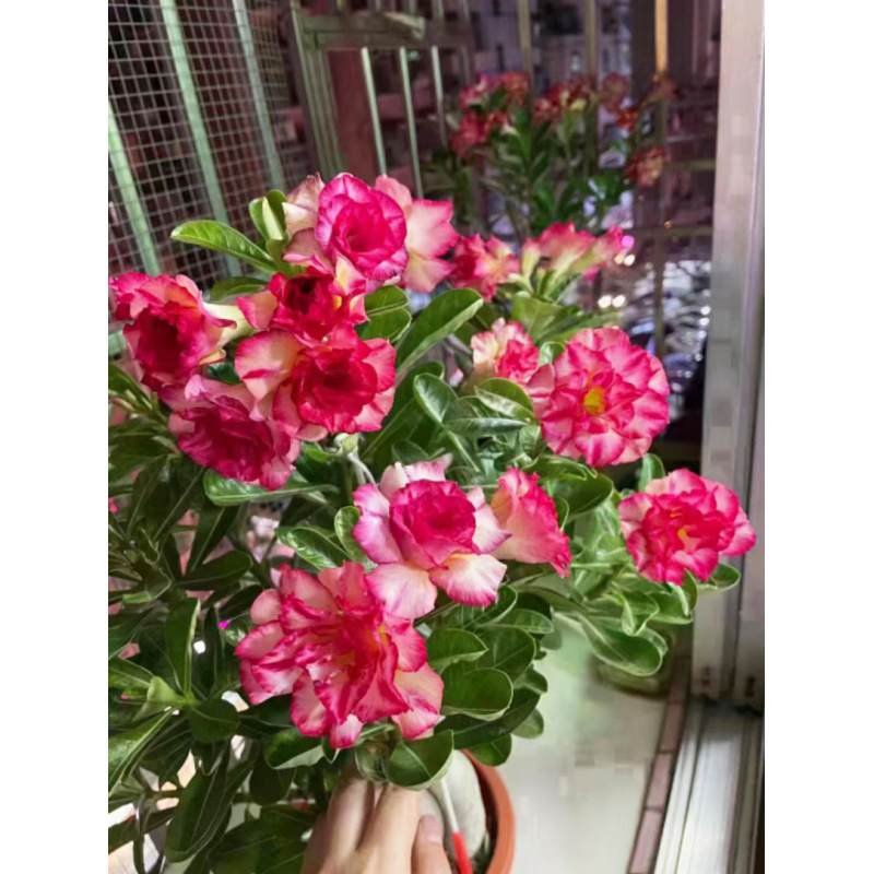 # 3 청화백자 - 사막(3년생 모종) 같은 해에 피어난다