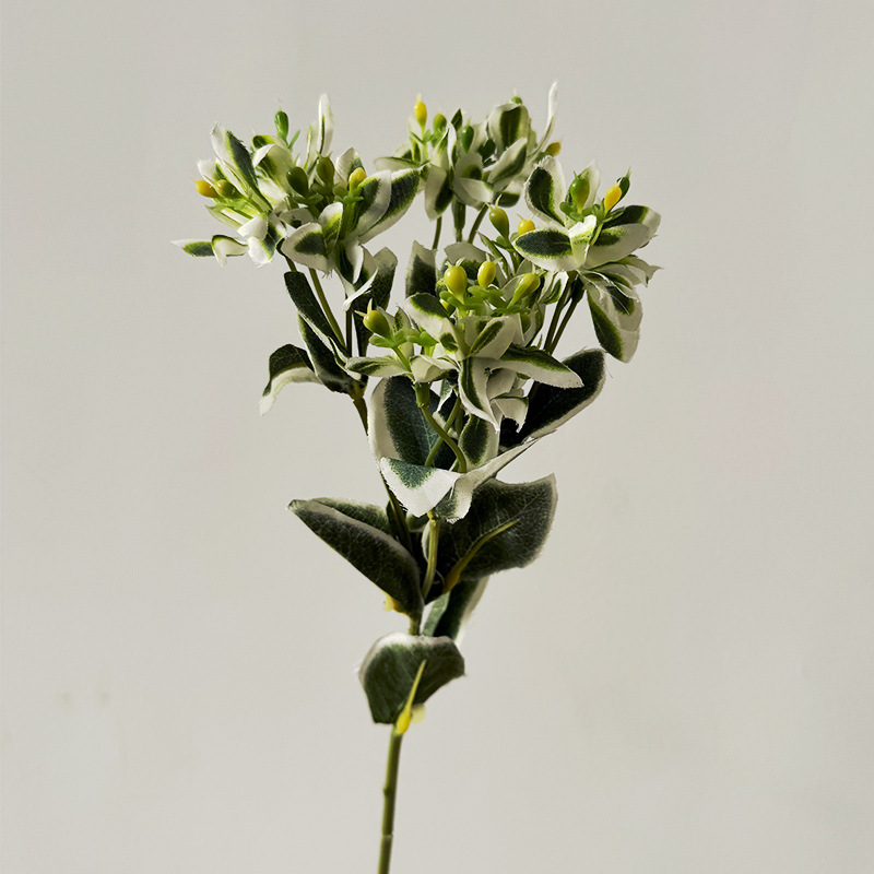 센텔라아시아티카-흰색과 녹색