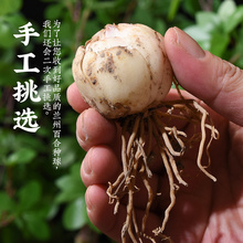 甘肃兰州农家土地新挖新鲜食用天然甜带根百合种子种球500g非干货