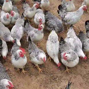 �Bֳ�����l���۰��J���u�����u����a���u���w�R�aĸ�u���Ҿ��µ�