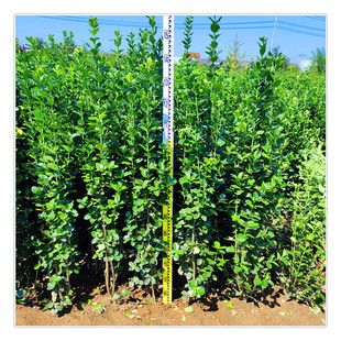 �������S���������u�� 1.5�ׅ����������S����r�� С�^�G����ľ