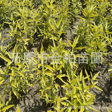 供应金叶莸 彩叶苗木 辽宁金叶莸小苗 地被色块树苗金叶犹