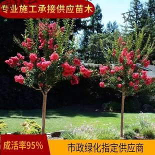 ��ޱ����ۼt����ޱ���ռt�ϱ���ͥԺ�e���Nֲ�G��������ľ�L����