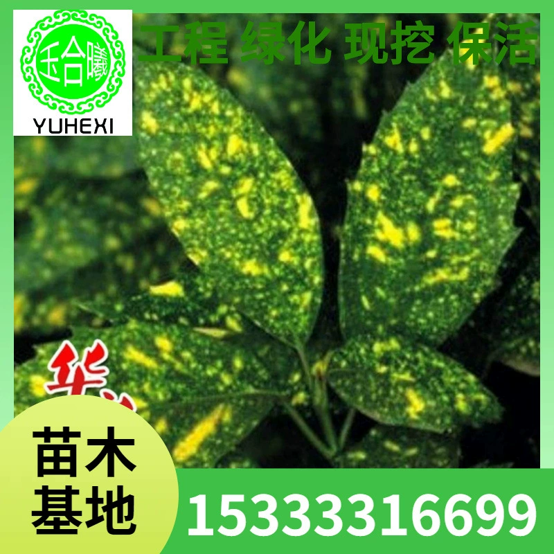 Посыпанные золотом коралловые саженцы, ландшафтные саженцы для зеленения, вечнозеленые круглый год, высококачественные саженцы кустарников.