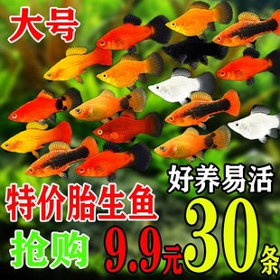 ̥���~�����~�^�pС�~�ɷ�ֳС�~���̿�ħ�����~С���~���w��ˮ�~