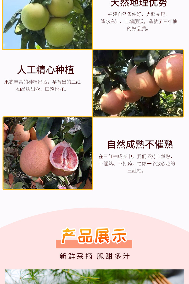 三红柚_04