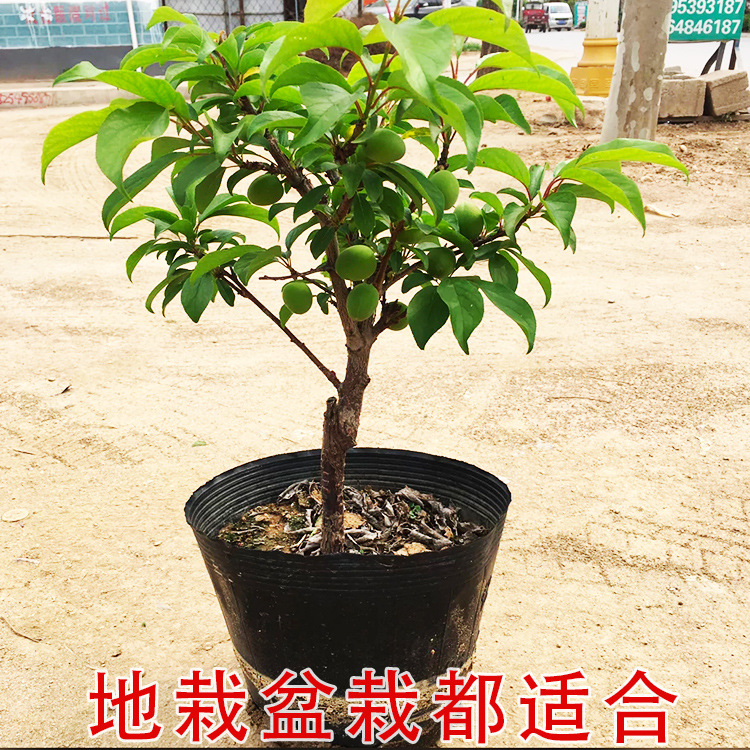 梨树果苗嫁接苗沙梨秋月梨翠冠梨树果苗活苗南北方种植盆栽地栽苗