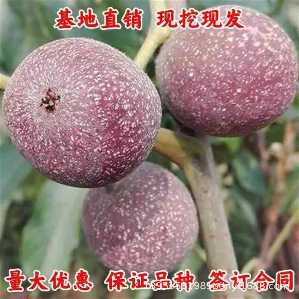 Прививка фиолетовым покрытием дерева грецкого ореха тонкой оболочкой Zijing бумаги кожи грецкого ореха саженцы в горшках посадка в Северном и Южном дворе посадка саженцев плодовых деревьев