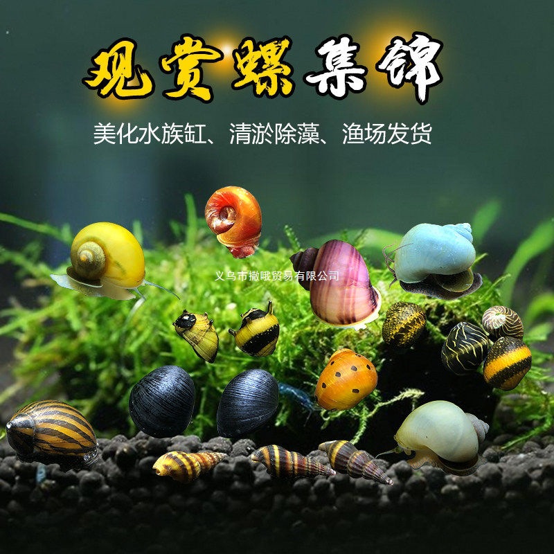 观赏螺苹果神秘螺活体杀手螺黑金刚螺彩蛋螺清洁除藻工具螺
