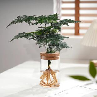 Asparagus Water Culture Plants, Desktop Green Plant Ornaments in the Office, Four-Season Water-Cultured Pothos Florals, Small Potted Plants in the Living Room