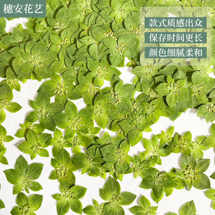 Primary Color Leaf Gold Dried Flower Embossed Diy Artistic Handmade Petal Small Fresh Sticker Plant Specimen Rabbit Ear Grass
