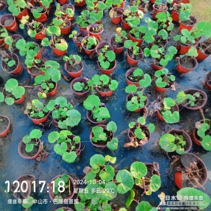 大吴风草