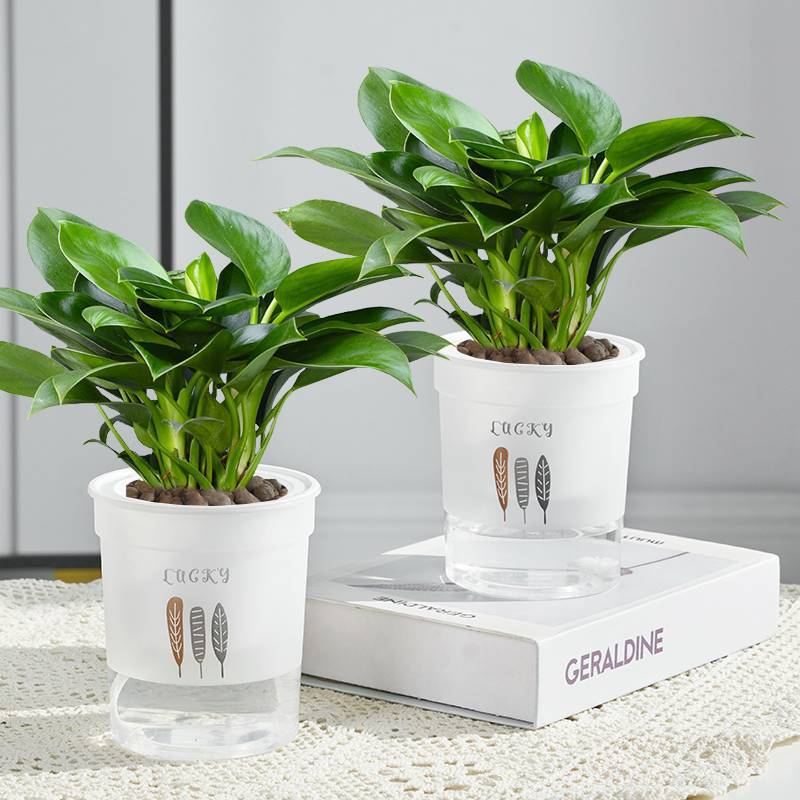 3개의 황금 다이아몬드 25-30cm 세잎 화분 + 영양액 2개 화분 특별 제공