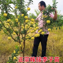 蜂糖李子树苗西梅苗嫁接脆甜李三华李脆红李南方北方种植李子苗树