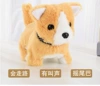 Tib in Shiba Inu