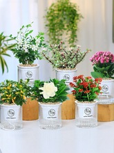 �G�}���ɰlؔ����m�����k���҃Ȼ���С�Gֲȥ����ȩˮ��ֲ������