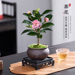 �����軨��������ֲ���҃��̨ɽ�軨����B�׻�����ԾGֲ�辰