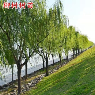 ���������S������z����Ƥ������������ͥԺ��·ռ�ع��̾G�����]