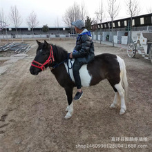 �������T�Rһƥ �R��ʲô���ؑc���ﰫ�R �������μ�Ѫ�R